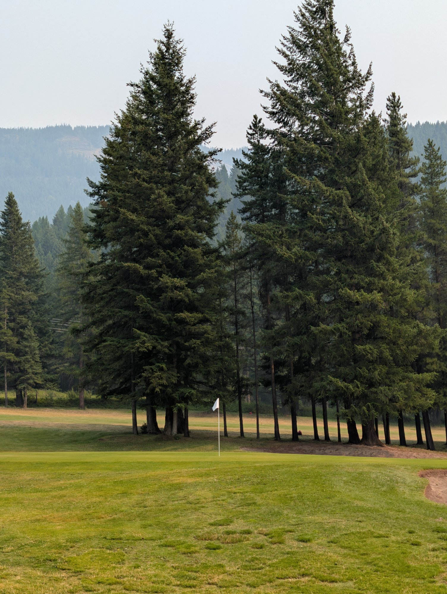 The 7th green at Sparwood Golf Club, tucked into a stand of tall pines with the flag visible